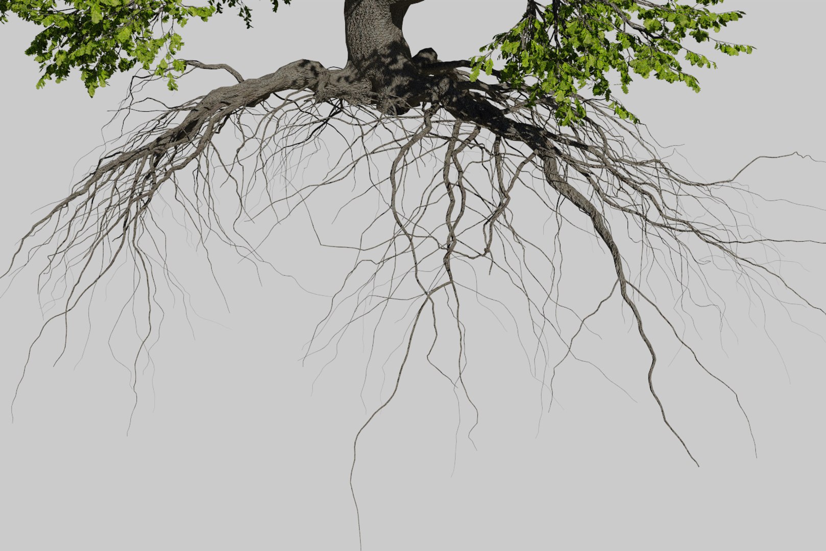 oak summer 5 tree 3D model https://p.turbosquid.com/ts-thumb/6v/fUb1rV/CybW5Wbm/render6/png/1550398138/1920x1080/fit_q87/cab7d940912de1fc0457b29d503b70ac4a0b997a/render6.jpg