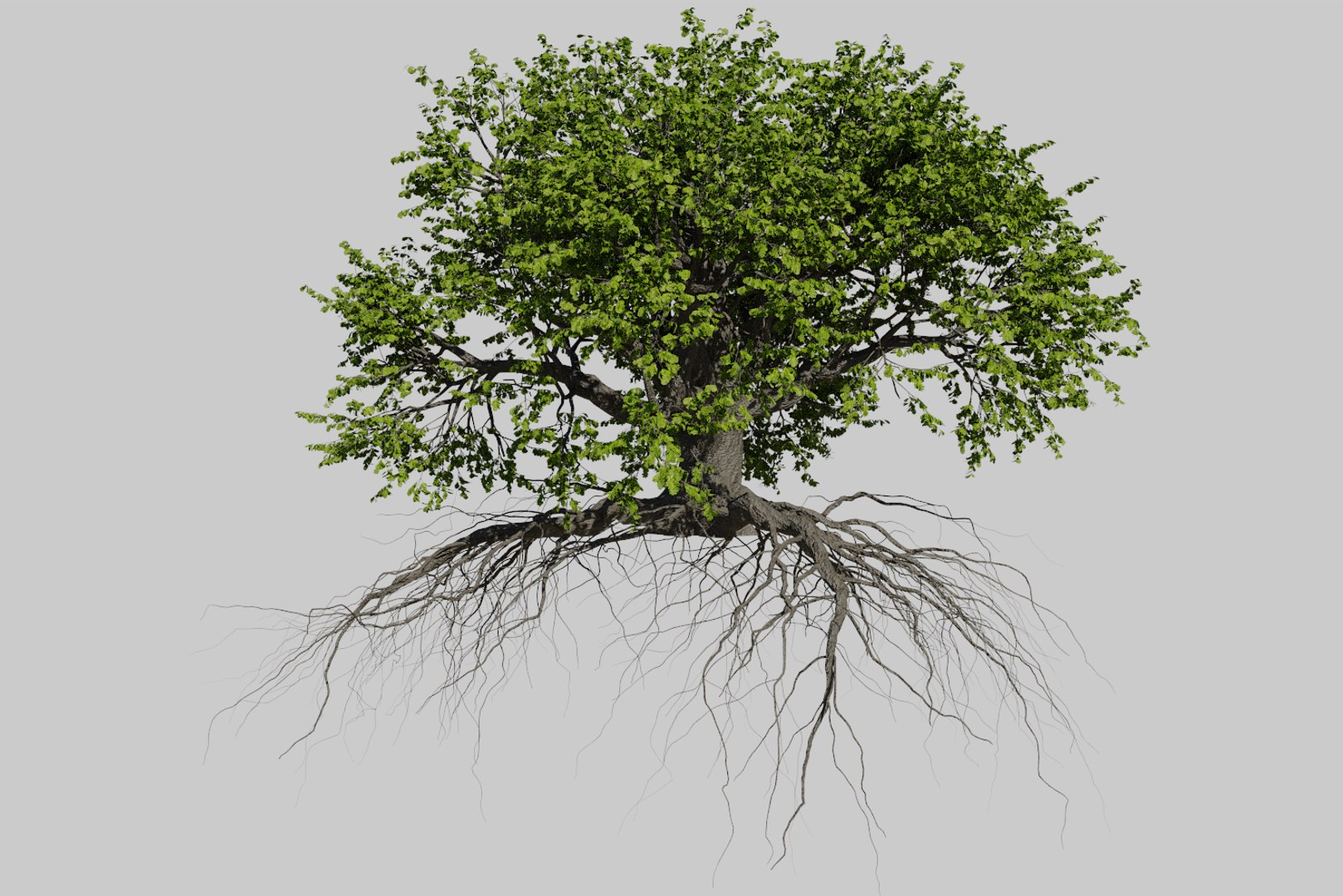 oak summer 5 tree 3D model https://p.turbosquid.com/ts-thumb/6v/fUb1rV/FDwbPs56/render5/png/1550398138/1920x1080/fit_q87/bc7e72674e61516923d82bf005e2c131d70e617c/render5.jpg