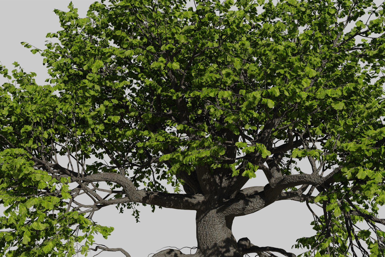 oak summer 5 tree 3D model https://p.turbosquid.com/ts-thumb/6v/fUb1rV/GI10EZjs/render9/png/1550398138/1920x1080/fit_q87/5829279d861bf1d4996af0f768ff19d62bf03249/render9.jpg