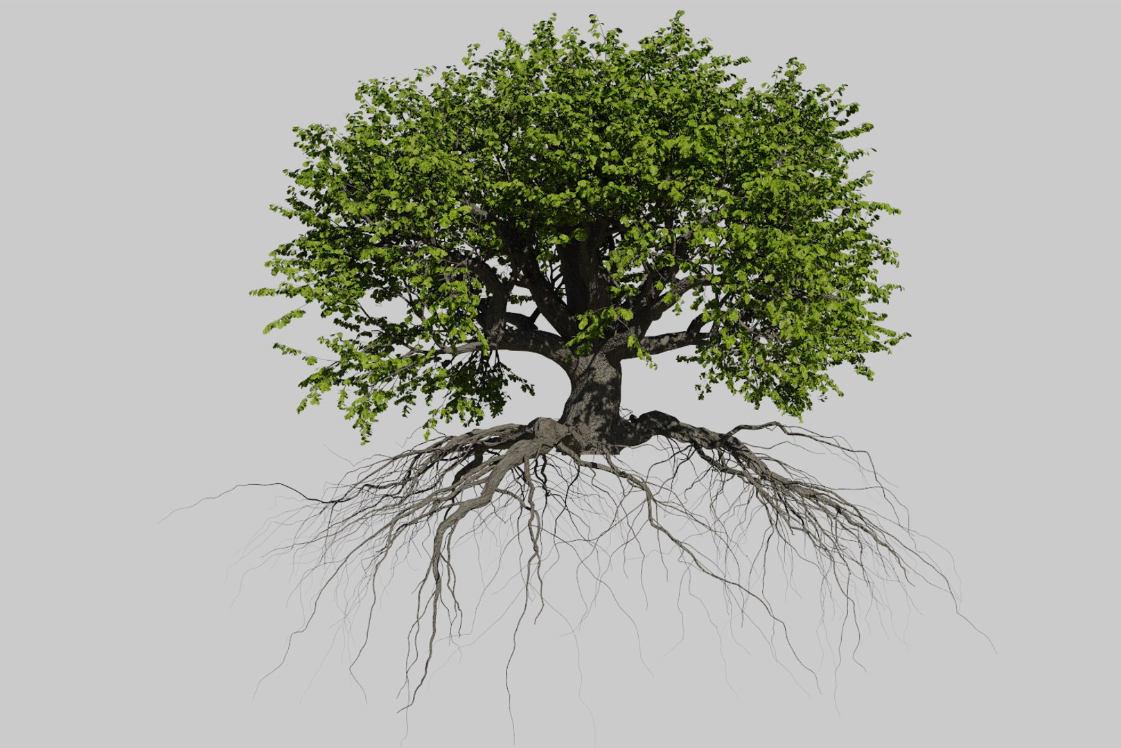 oak summer 5 tree 3D model https://p.turbosquid.com/ts-thumb/6v/fUb1rV/LgO9dEPE/render4/png/1550398138/1920x1080/fit_q87/fd2ba326fcba1ae66ab8da1a3ea0e0ec4d7abd01/render4.jpg