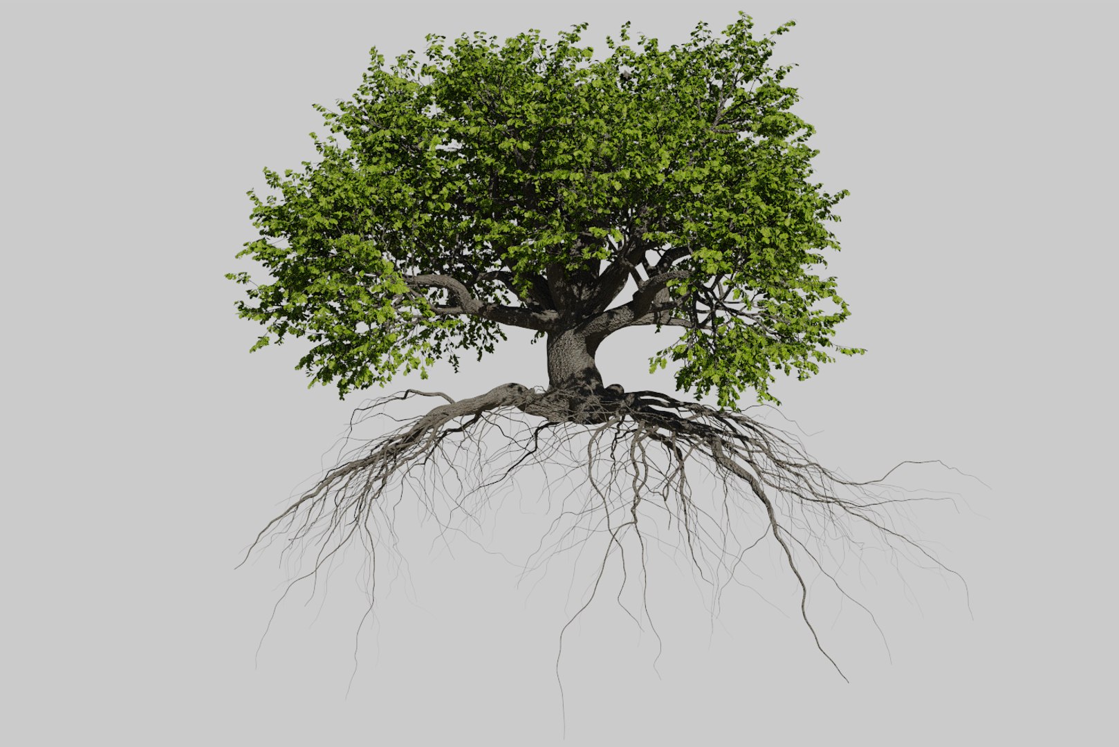 oak summer 5 tree 3D model https://p.turbosquid.com/ts-thumb/6v/fUb1rV/WpJZhGo5/render1/png/1550398138/1920x1080/fit_q87/fecf18f4d71562c2843d60b400aa7c36ceb8ae40/render1.jpg