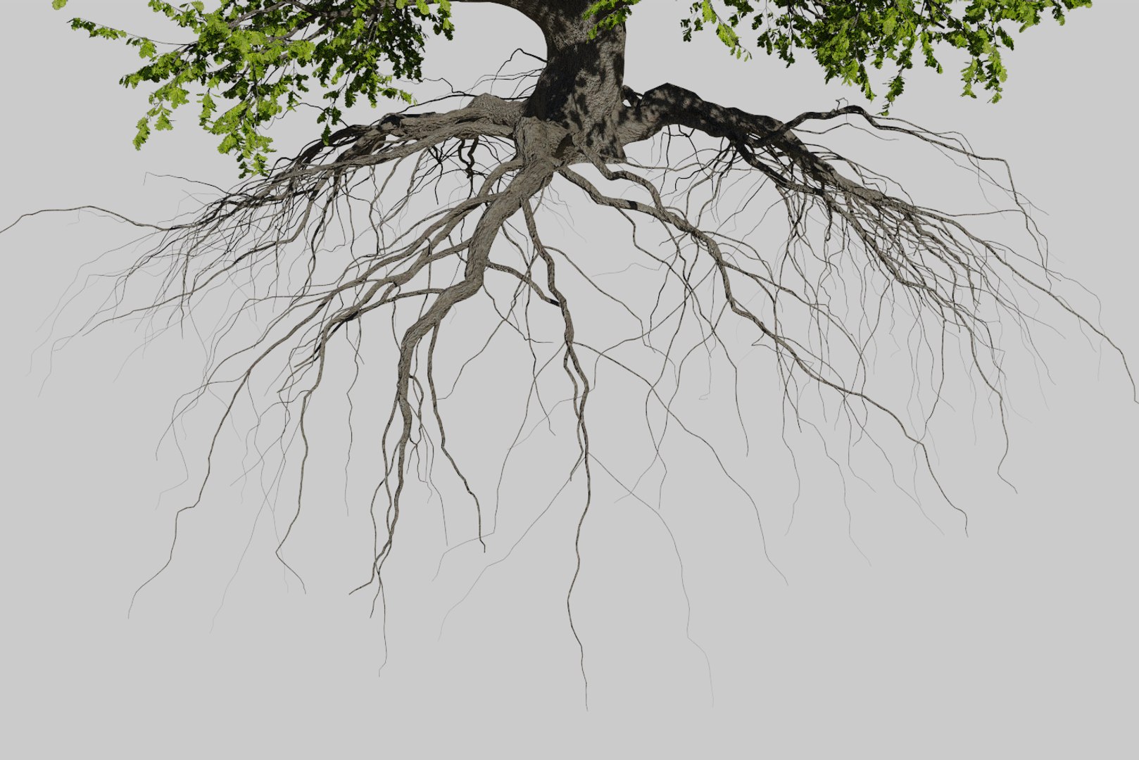 oak summer 5 tree 3D model https://p.turbosquid.com/ts-thumb/6v/fUb1rV/hQFx7XjY/render7/png/1550398138/1920x1080/fit_q87/2c92c99ad363cd1bed16e1dbb737e8da3d56bf81/render7.jpg