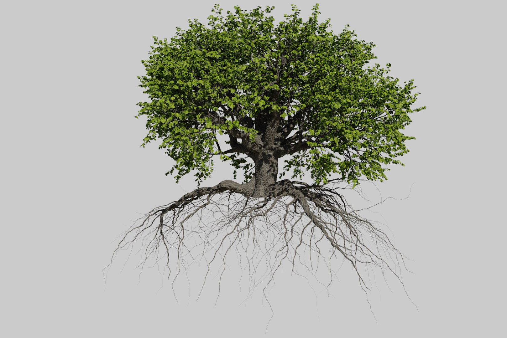 oak summer 5 tree 3D model https://p.turbosquid.com/ts-thumb/6v/fUb1rV/mmGtqjEL/render3/png/1550398138/1920x1080/fit_q87/48c888f53a71c54f06843c5d2d9273e6fe0d6e8b/render3.jpg