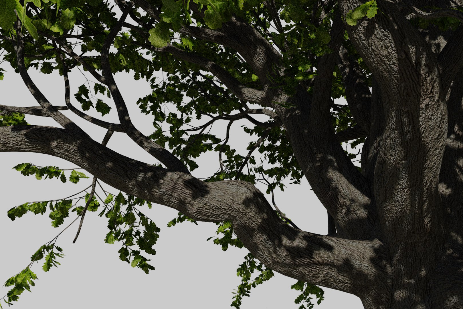 oak summer 5 tree 3D model https://p.turbosquid.com/ts-thumb/6v/fUb1rV/wpXAFOlk/render10/png/1550398138/1920x1080/fit_q87/6b2916cf974686017c163e6a914c020a04385f54/render10.jpg