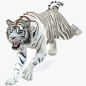 Animated White Tiger 2