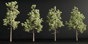 pine trees collection vol 39-Blender 3D model