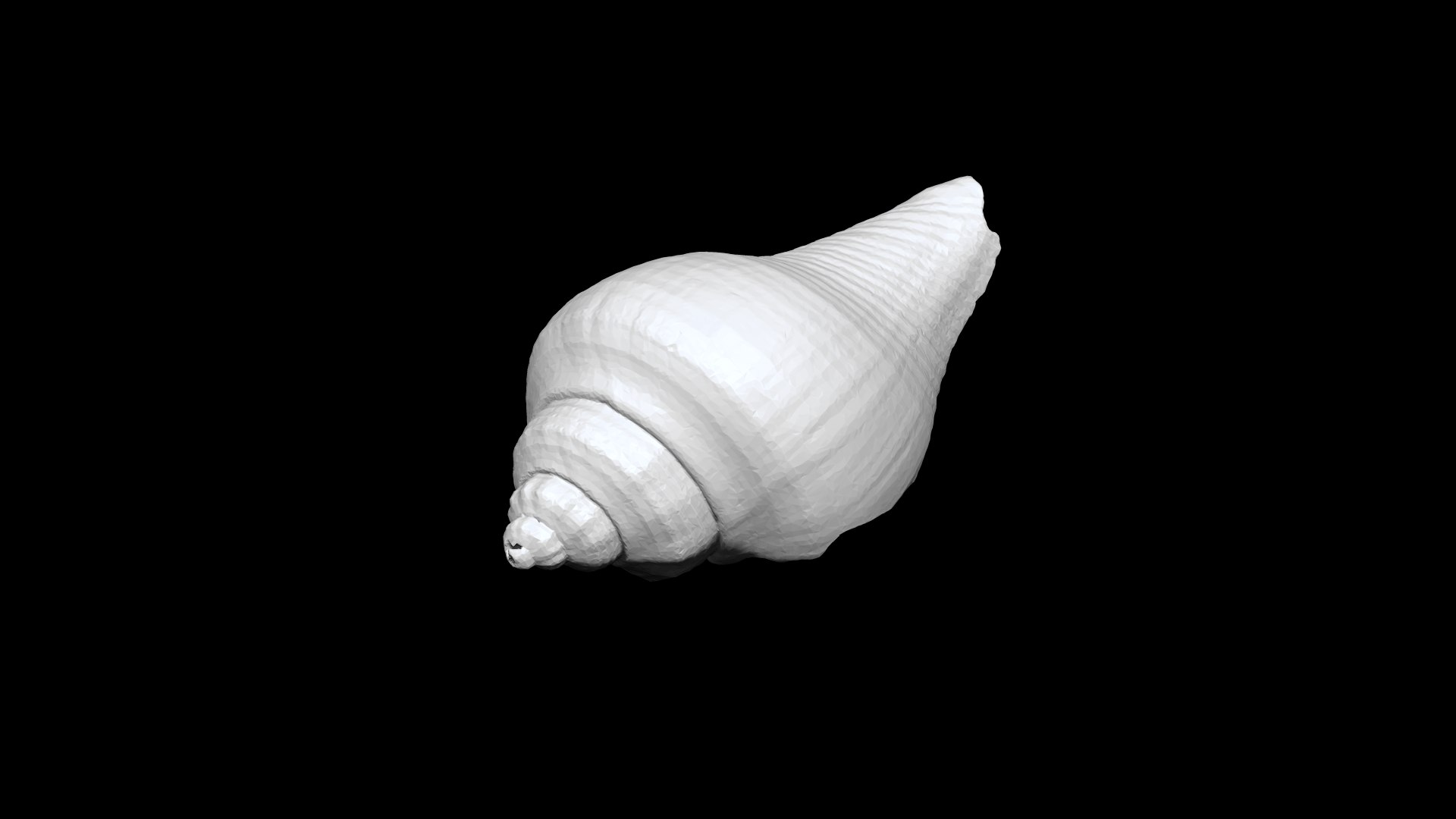 Seashell 014 3D CT Scan Model Model - TurboSquid 1846035