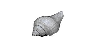 Seashell  014 3D CT scan model model
