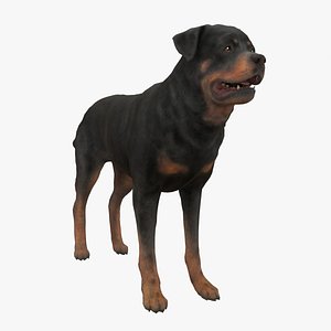 3D Dog Rottweiler RIGGED