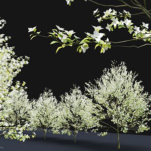 Cornus florida