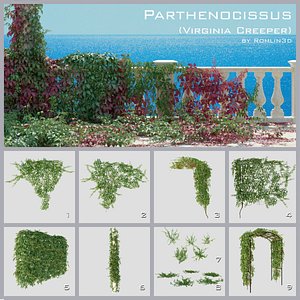 parthenocissus virginia creeper max