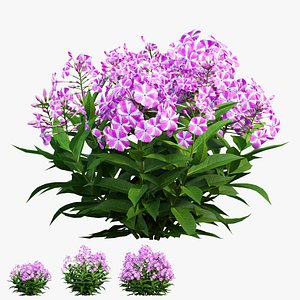 3D Phlox paniculata candy twist 03