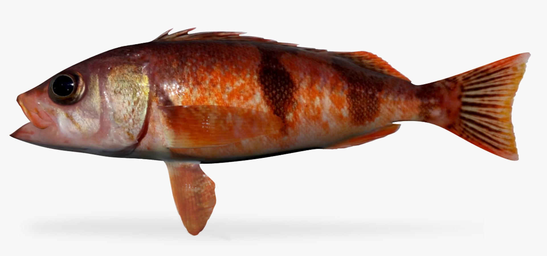 Halfbanded rockfish 3D TurboSquid 1306444