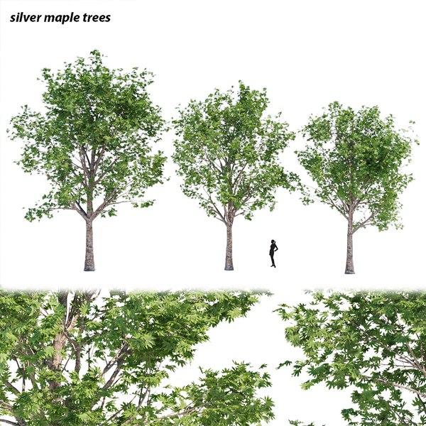 silver maple trees collection vol 34 Modelo 3D - TurboSquid 1950065