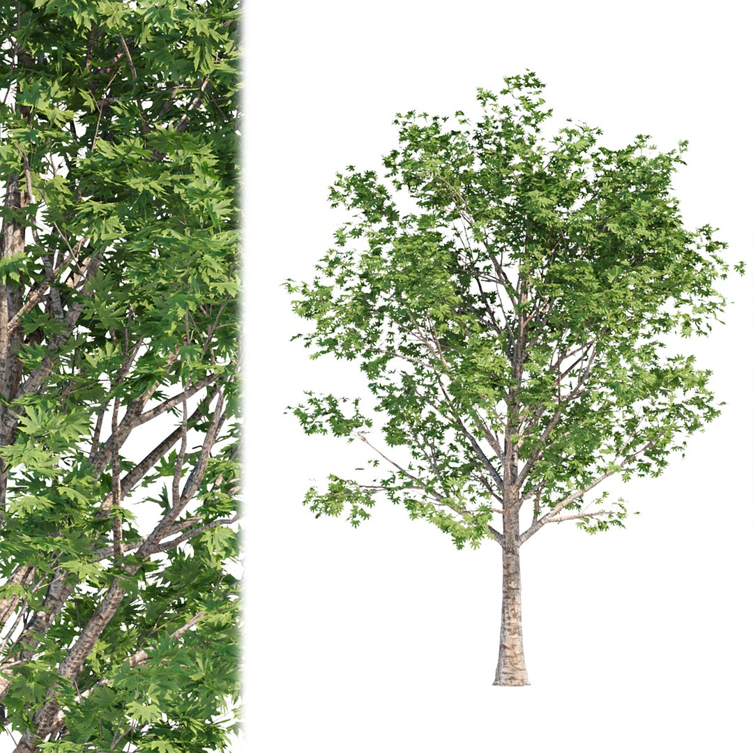 Silver Maple Trees Collection Vol 34 3D - TurboSquid 1950065