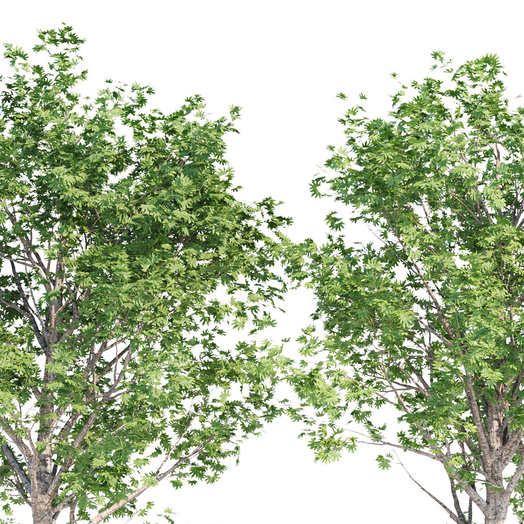 Silver Maple Trees Collection Vol 34 3D - TurboSquid 1950065