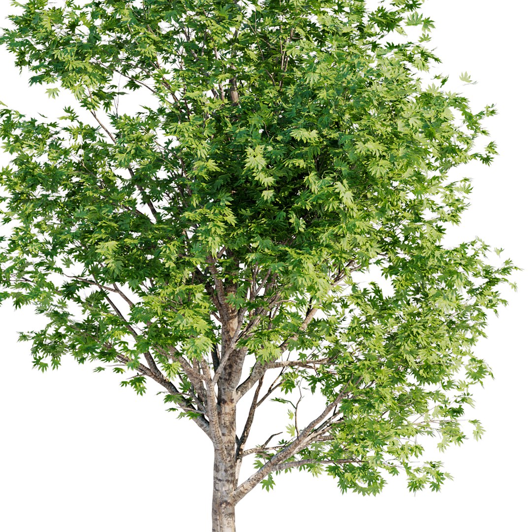 Silver Maple Trees Collection Vol 34 3D - TurboSquid 1950065