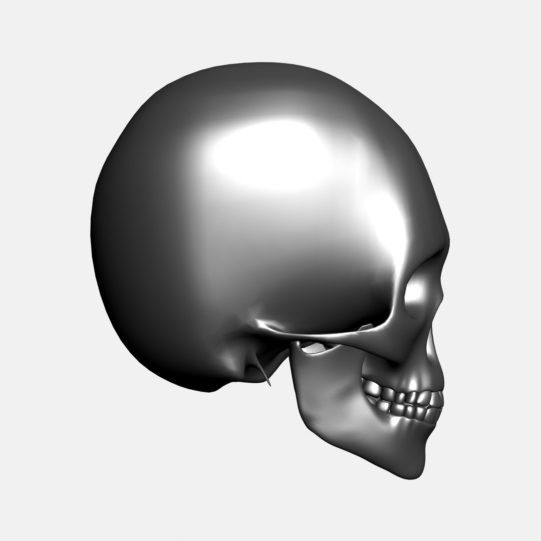 3d Metallic Human Skull Model