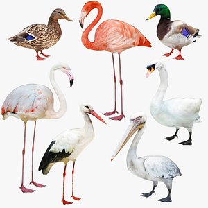 Waterfowl Collection 7 in 1