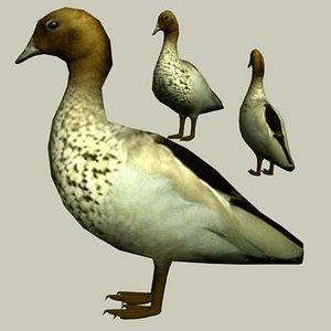 DuckWoodAustralian