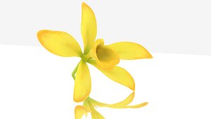 3D model vanilla orchid flower