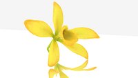 Vanilla Orchid Flower spice aroma advertising decor