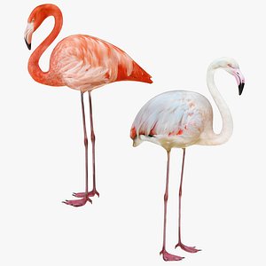 Flamingo Collection