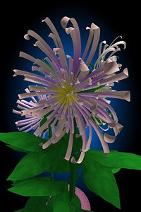 flower chrysanthemum c4d