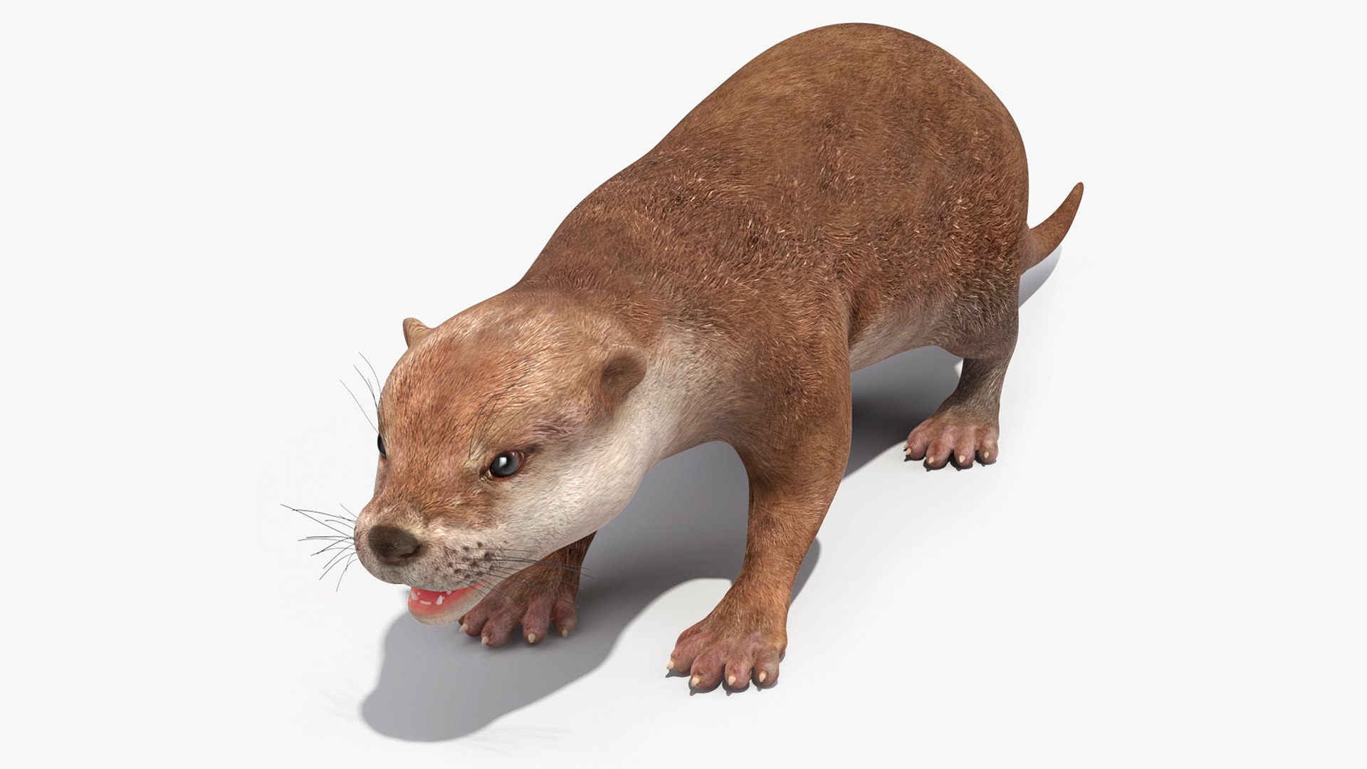 River Otter Basic Pose 3D model preview