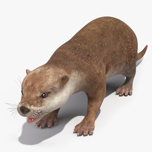 3D River Otter Basic Pose