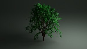 Callistemon Tree