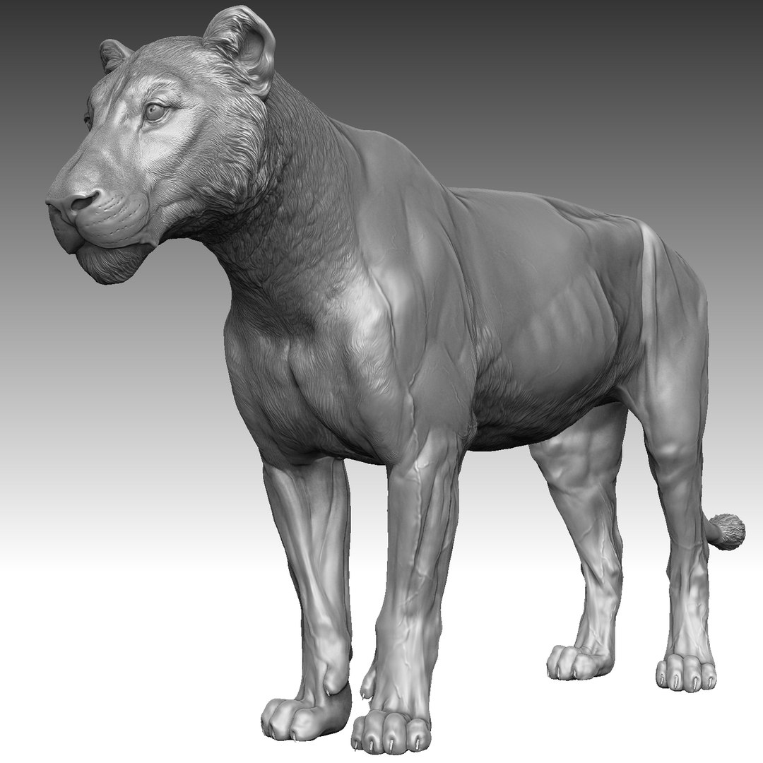 3D Lion Zbrush - TurboSquid 1226673