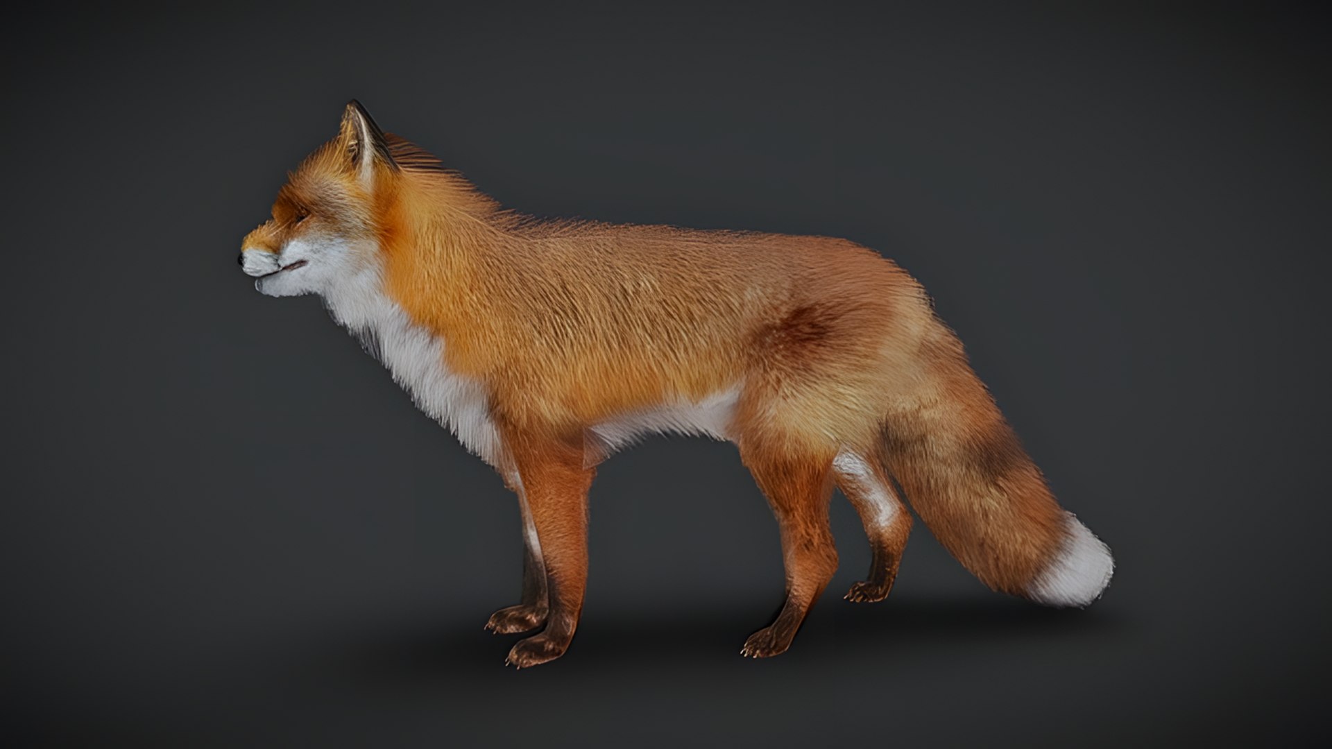 Realistic Animals Pack Animated Animal 3D Models 3D https://p.turbosquid.com/ts-thumb/6x/Xe8cus/45/fox/png/1780499938/1920x1080/fit_q87/41859f1e6ace909403662e61c9ad6c3ae475fd42/fox.jpg