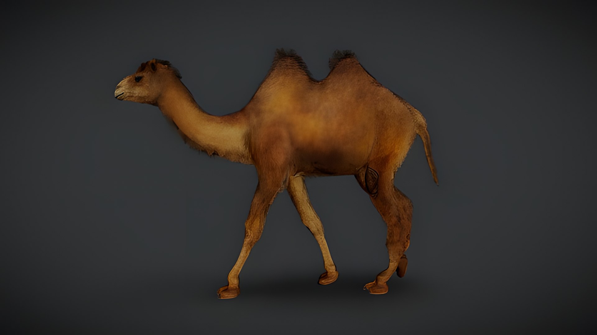 Realistic Animals Pack Animated Animal 3D Models 3D https://p.turbosquid.com/ts-thumb/6x/Xe8cus/Hv/camel/png/1780499936/1920x1080/fit_q87/864c8187b531018032743e4387b551b25ea2d90c/camel.jpg