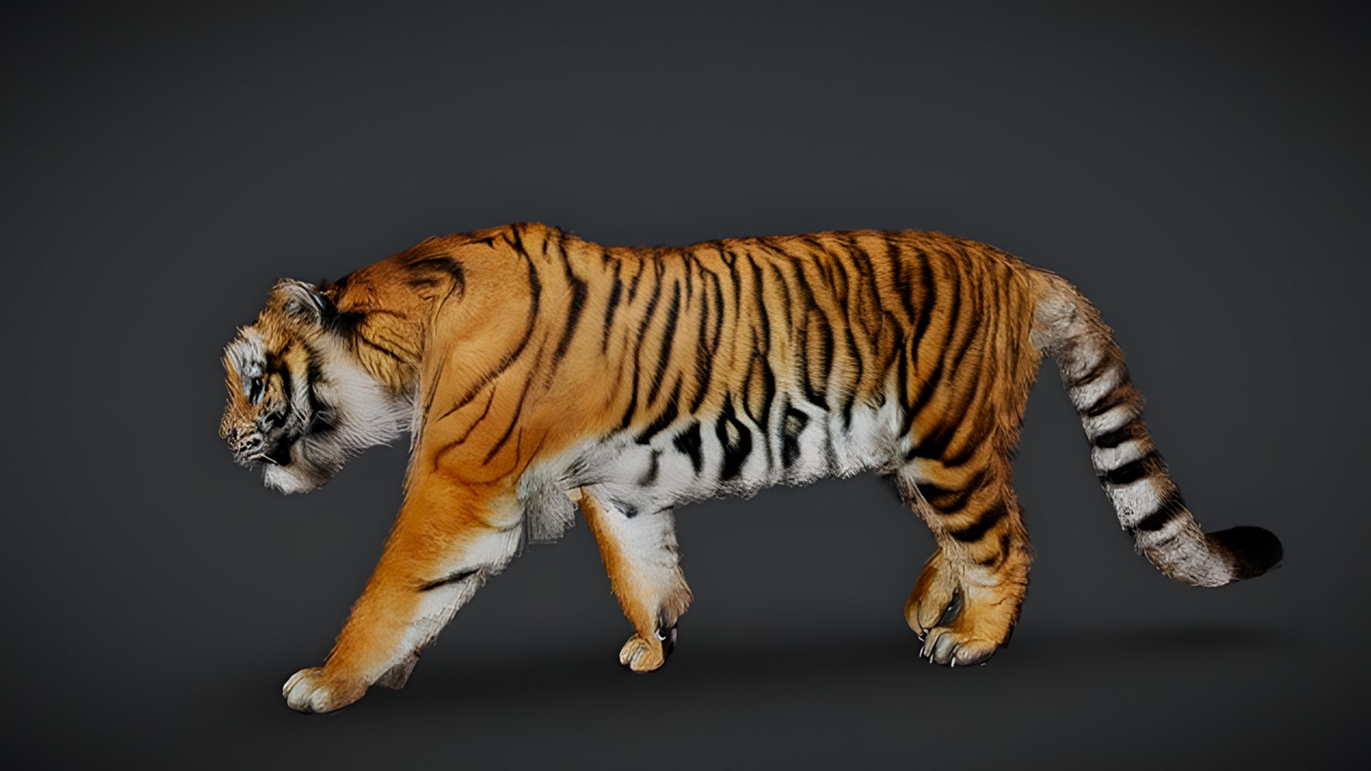 Realistic Animals Pack Animated Animal 3D Models 3D https://p.turbosquid.com/ts-thumb/6x/Xe8cus/IY/tiger/png/1780499941/1920x1080/fit_q87/af9814d1b97035f5fb723dd42b6c8d96238a4a51/tiger.jpg
