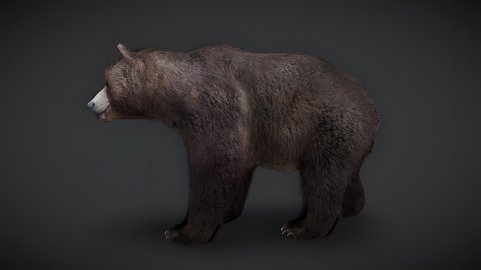 Realistic Animals Pack Animated Animal 3D Models 3D https://p.turbosquid.com/ts-thumb/6x/Xe8cus/Nb/bear/jpg/1780499934/1920x1080/fit_q87/0ddbff4f98f39c0d5d1f84d67c64ae2e9a45f756/bear.jpg