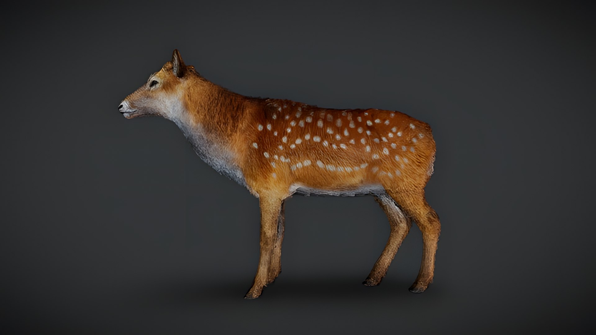 Realistic Animals Pack Animated Animal 3D Models 3D https://p.turbosquid.com/ts-thumb/6x/Xe8cus/Qc/doe/png/1780499937/1920x1080/fit_q87/06d6eeba27babf1ba892586f04d579f030fdc105/doe.jpg