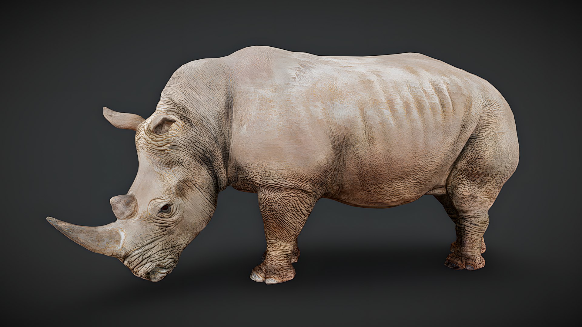 Realistic Animals Pack Animated Animal 3D Models 3D https://p.turbosquid.com/ts-thumb/6x/Xe8cus/SO/rhinoceros/png/1780499940/1920x1080/fit_q87/e79a722a5ac1a50f84795905b902ecb06579784d/rhinoceros.jpg