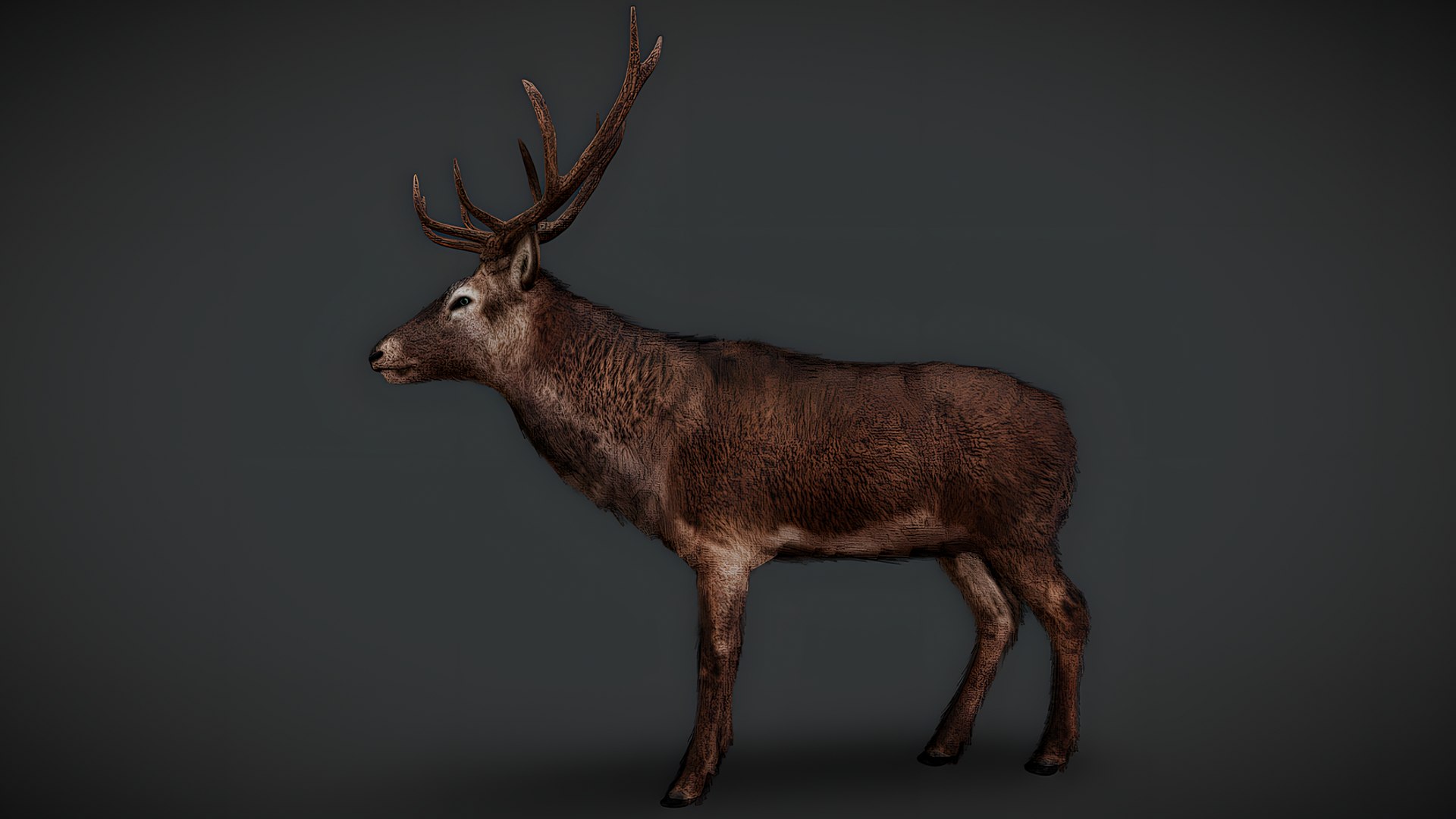 Realistic Animals Pack Animated Animal 3D Models 3D https://p.turbosquid.com/ts-thumb/6x/Xe8cus/Wo/deer/png/1780499936/1920x1080/fit_q87/d3cc42f15cf8066b04cd97fbc86af43af84aa2a7/deer.jpg