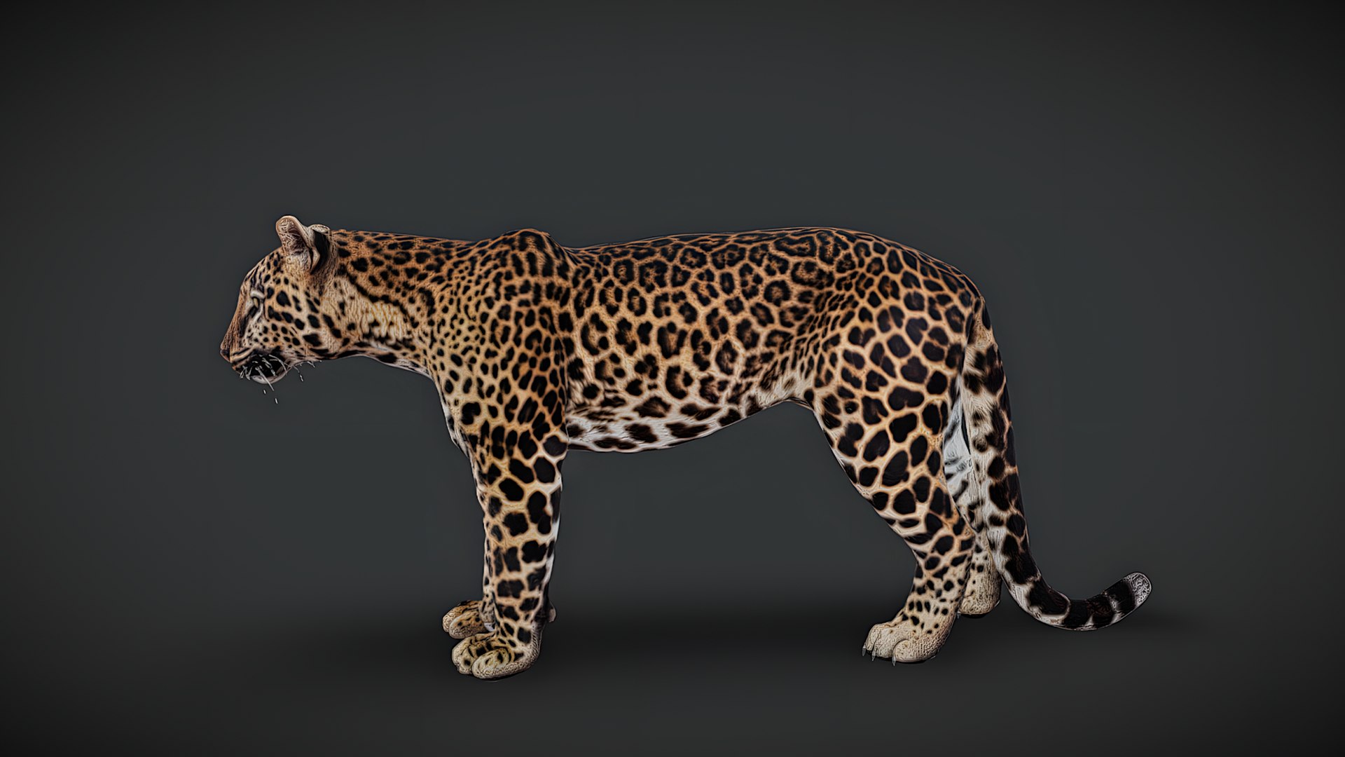 Realistic Animals Pack Animated Animal 3D Models 3D https://p.turbosquid.com/ts-thumb/6x/Xe8cus/fK/leopard/png/1780499938/1920x1080/fit_q87/b178c85a8abd1cb2032ba39b591e447e42973733/leopard.jpg
