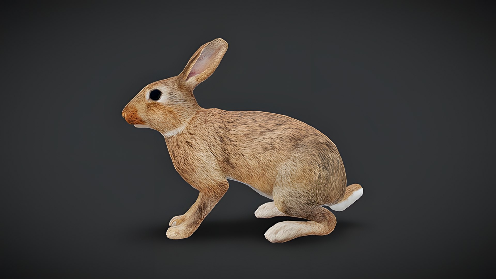 Realistic Animals Pack Animated Animal 3D Models 3D https://p.turbosquid.com/ts-thumb/6x/Xe8cus/pk/rabbit/png/1780499939/1920x1080/fit_q87/ca827c6cb944eb5f4e09cb10da32ec6007d7e36f/rabbit.jpg