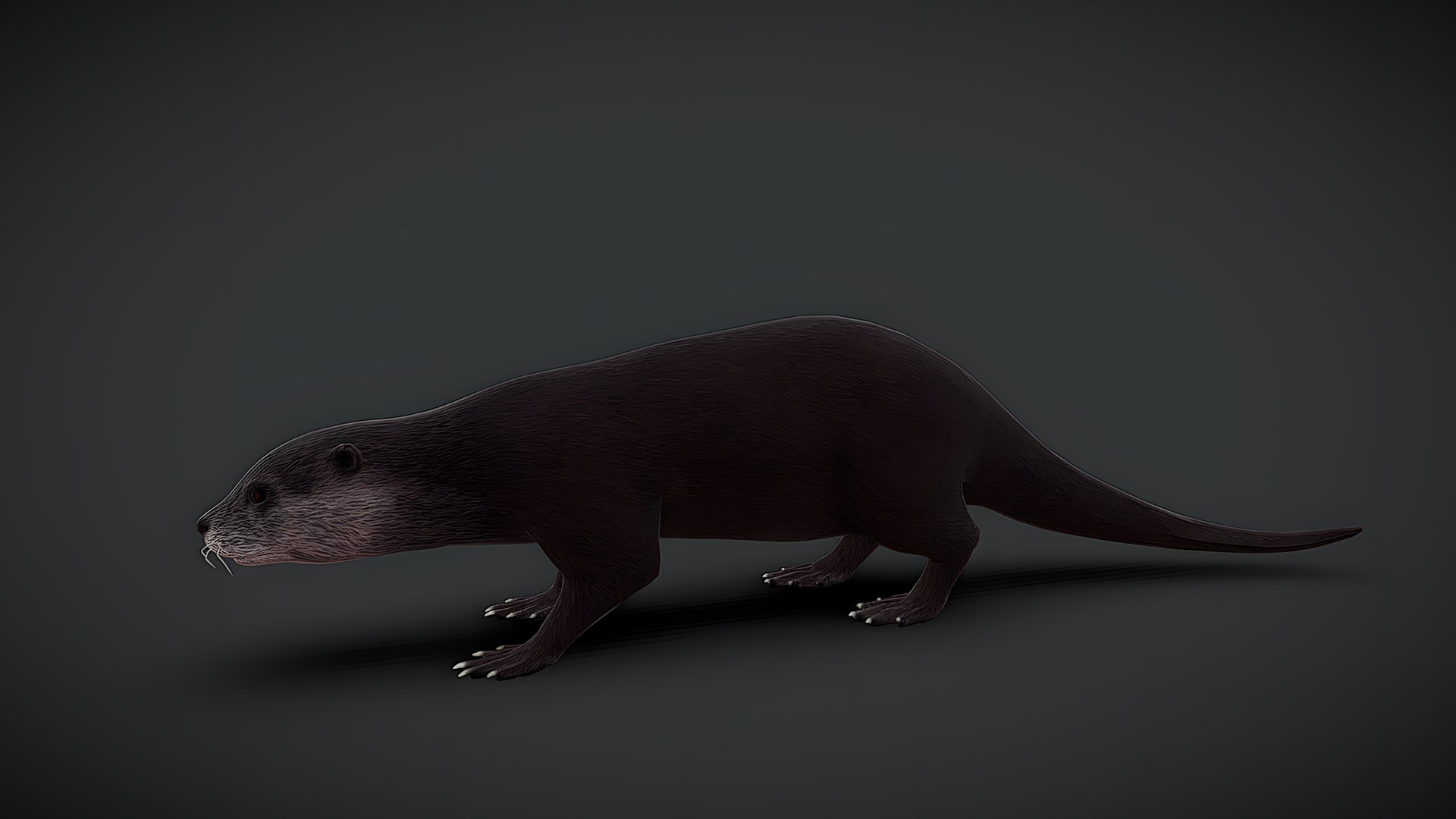Realistic Animals Pack Animated Animal 3D Models 3D https://p.turbosquid.com/ts-thumb/6x/Xe8cus/re/otter/png/1780499939/1920x1080/fit_q87/03f9d71938aac6a640bcd943df27bd7043e34a85/otter.jpg