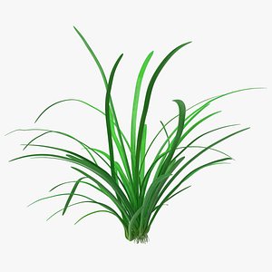 Water Plant Sagittaria Subulata
