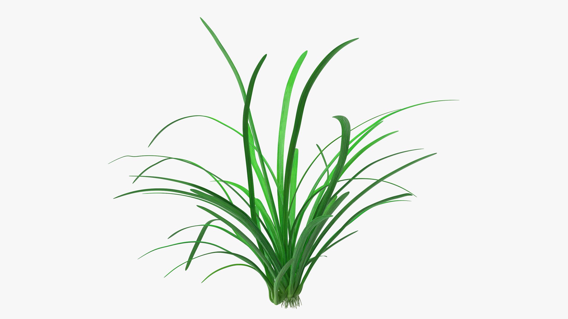 Water Plant Sagittaria Subulata 3D model preview