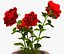 Flower Pot