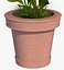 Flower Pot