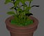 Flower Pot