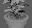 Flower Pot