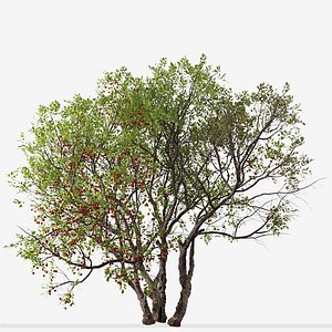 Set of Bitter cherry or Prunus emarginata Tree 3D model