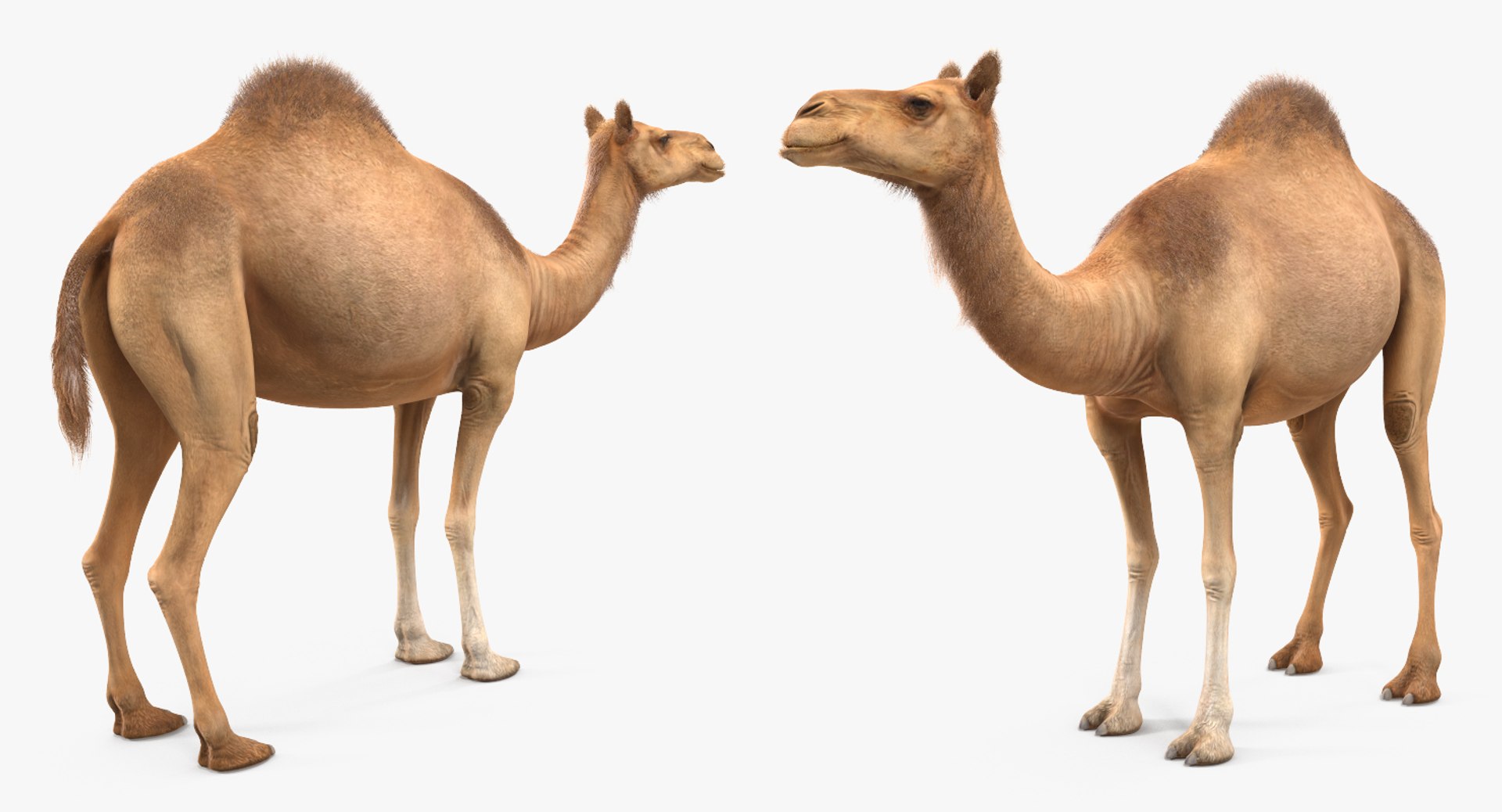 camel standing pose fur 3d max https://p.turbosquid.com/ts-thumb/6x/wqm4GB/26odsr1u/camelstandingposewithfur3dmodel007/jpg/1487312057/1920x1080/fit_q87/462d4876e1a7169034be5368635e5cd92c6cf499/camelstandingposewithfur3dmodel007.jpg